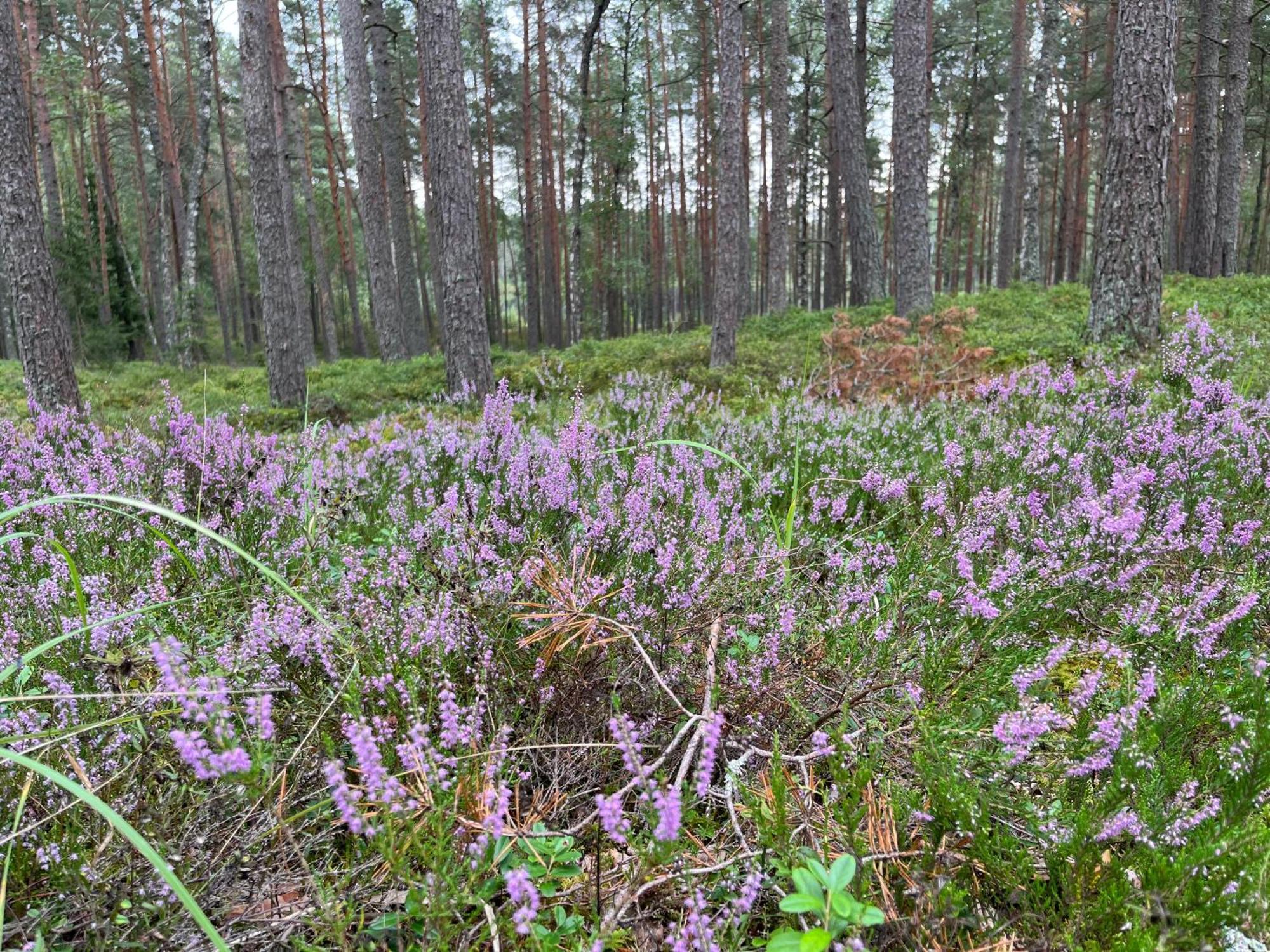 Auglu Ielas Pirts Maja Jūrkalne エクステリア 写真